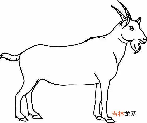 简笔画最简单的羊是怎么画的(羊全身怎么画简单漂亮)