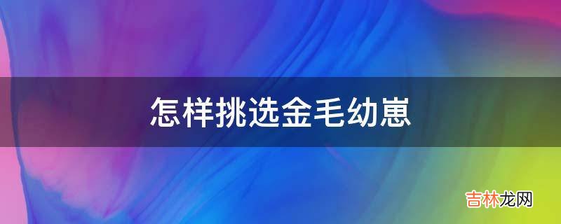 怎样挑选金毛幼崽?