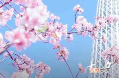 2023七夕节适合结婚吗 2023年七夕结婚吉利吗