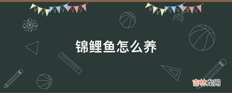 锦鲤鱼怎么养?