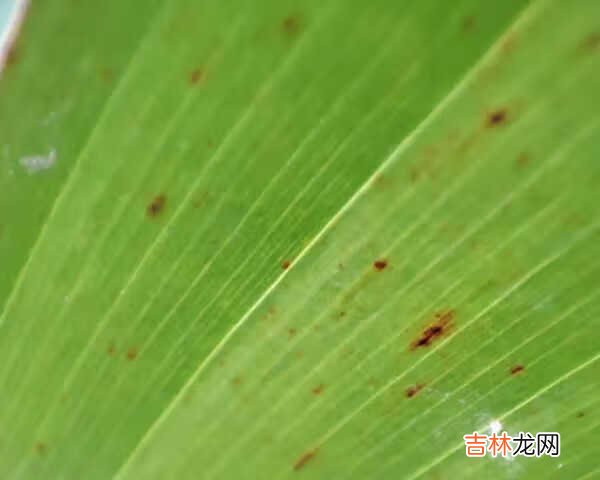 小米11使用感受_小米11使用测评