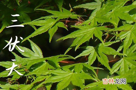 2023年7月几号入伏 今年什么时候进入伏天