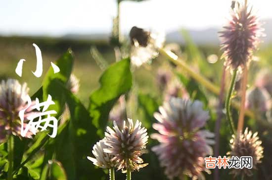 2024小满祝福语朋友圈 2024小满祝福语朋友圈精选