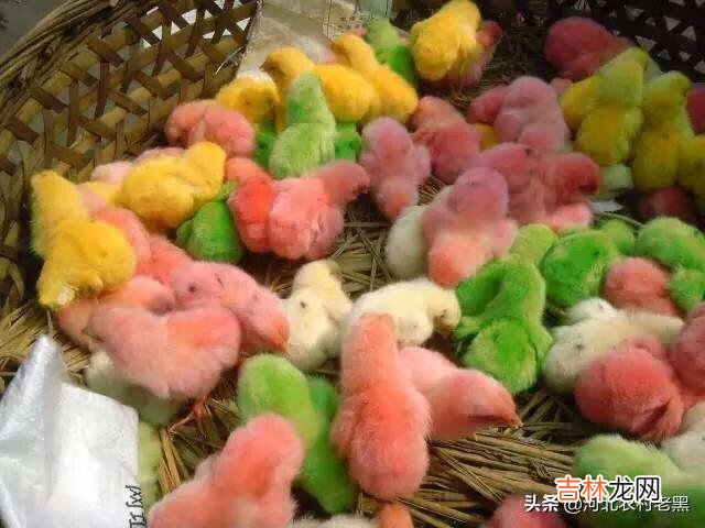 在家里怎么养小鸡（家里养鸡十大忌讳)