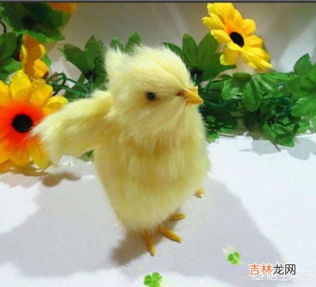 在家里怎么养小鸡（家里养鸡十大忌讳)