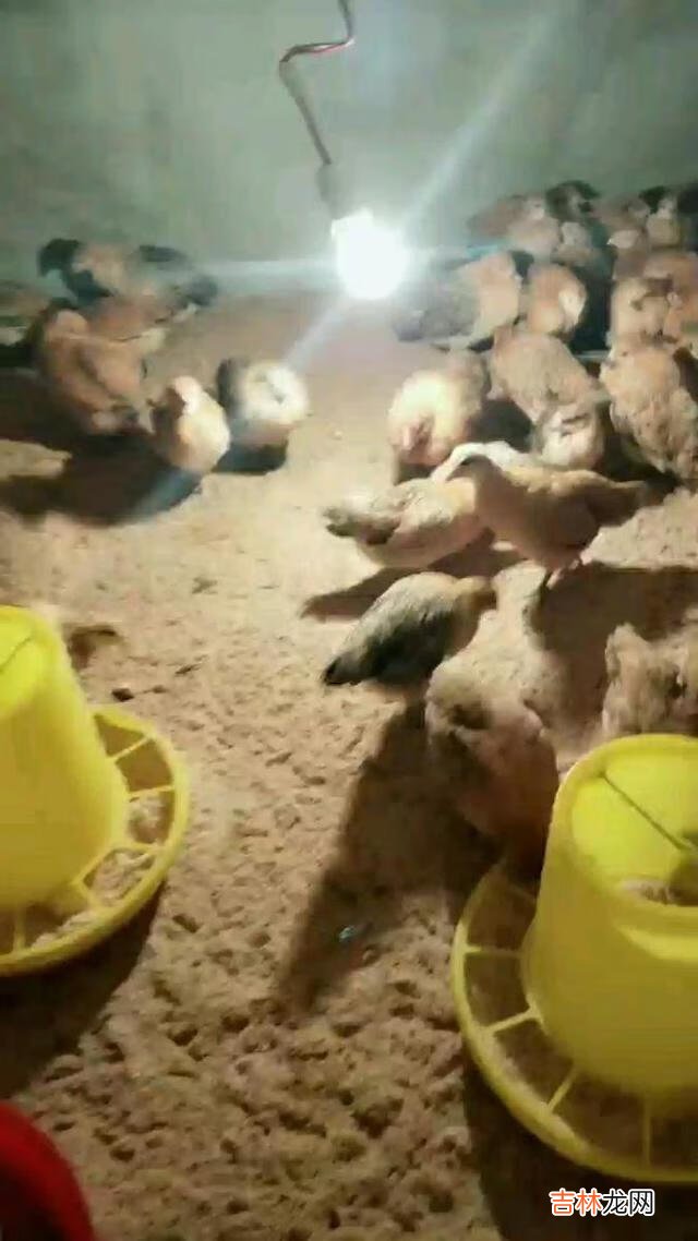 在家里怎么养小鸡（家里养鸡十大忌讳)