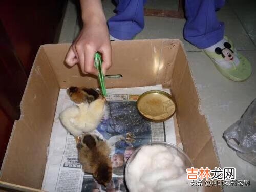 在家里怎么养小鸡（家里养鸡十大忌讳)