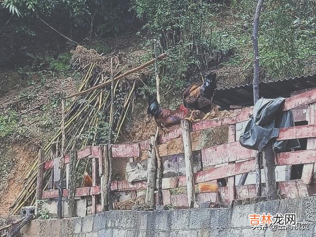 在家里怎么养小鸡（家里养鸡十大忌讳)