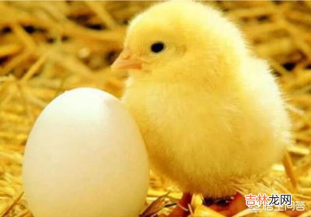 在家里怎么养小鸡（家里养鸡十大忌讳)