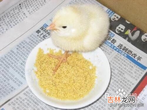 在家里怎么养小鸡（家里养鸡十大忌讳)