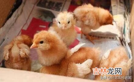 在家里怎么养小鸡（家里养鸡十大忌讳)