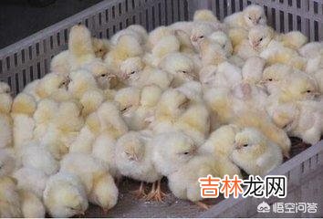在家里怎么养小鸡（家里养鸡十大忌讳)