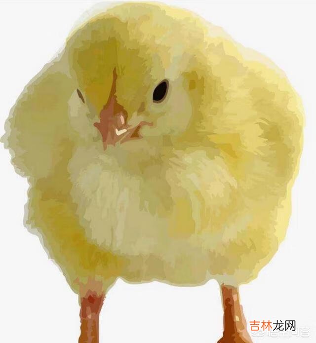在家里怎么养小鸡（家里养鸡十大忌讳)