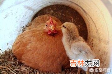 在家里怎么养小鸡（家里养鸡十大忌讳)