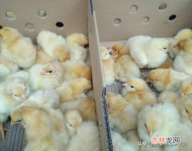 在家里怎么养小鸡（家里养鸡十大忌讳)