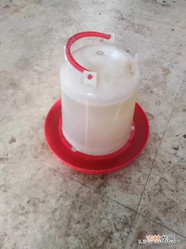 在家里怎么养小鸡（家里养鸡十大忌讳)