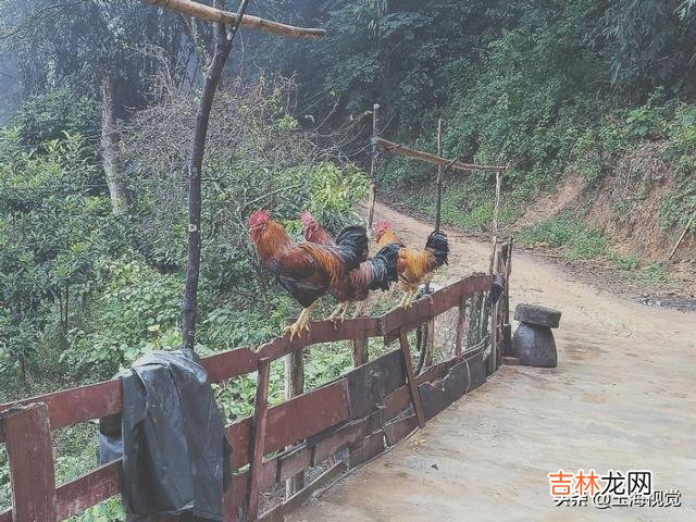 在家里怎么养小鸡（家里养鸡十大忌讳)