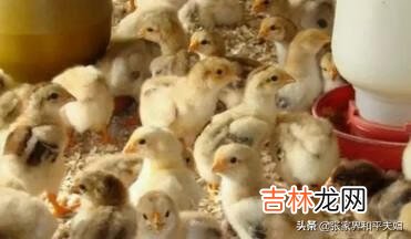 在家里怎么养小鸡（家里养鸡十大忌讳)