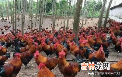在家里怎么养小鸡（家里养鸡十大忌讳)