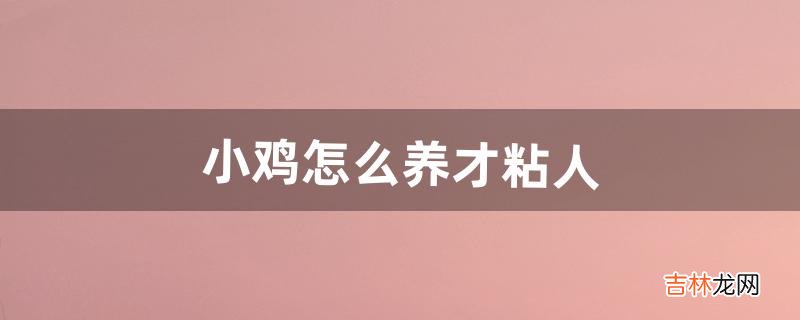 小鸡怎么养才粘人（街上卖的2元一只的小鸡怎么养)