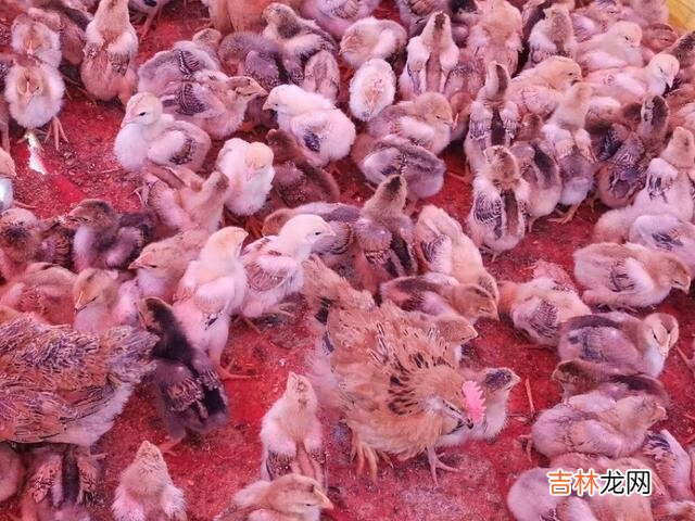 刚刚出壳的小鸡苗该怎么养(小鸡苗刚回来怎样管理)