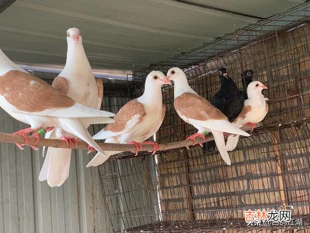 如何养小鸡(如何养小鸡仔做宠物)