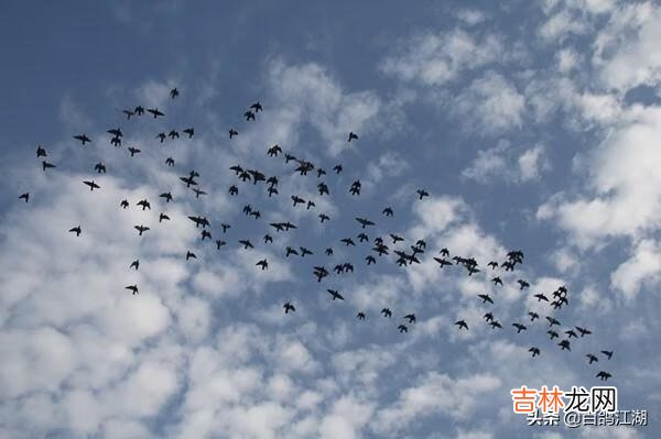 如何养小鸡(如何养小鸡仔做宠物)