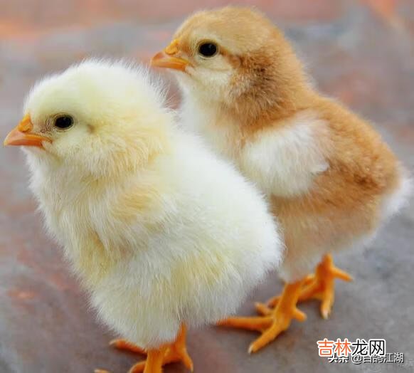 如何养小鸡(如何养小鸡仔做宠物)