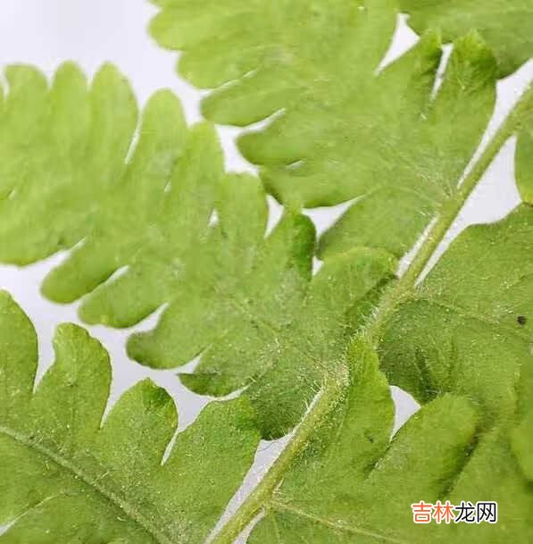 小米11和华为nova8哪个好_小米11和华为nova8参数对比