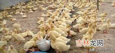 刚买来的小鸭子怎么喂（新买的小鸭子要不要喂水)