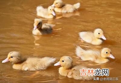 刚买来的小鸭子怎么喂（新买的小鸭子要不要喂水)