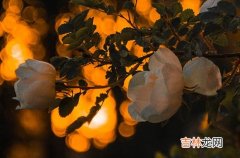 2023年伏天从什么时间到什么时间结束