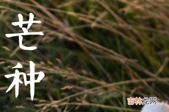 芒种节气的特点与风俗
