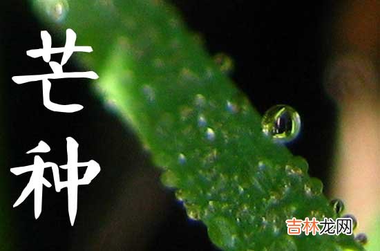 2023年哪一天是芒种,今年芒种是哪一天