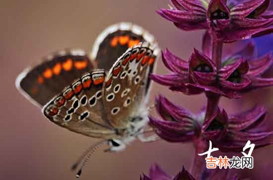 2023简短七夕情人节祝福语