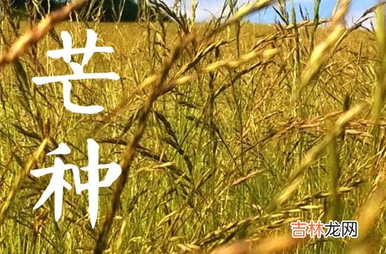 2023年芒种节气是农历几月