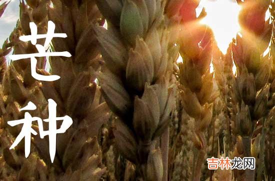 2023年啥时候芒种节气