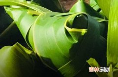 2023年端午节祝愿短信51句