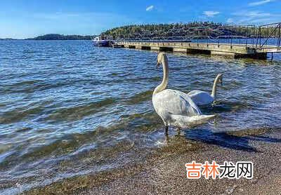 草缸养什么鱼 最好养灯鱼排名