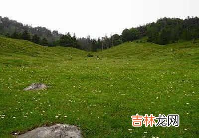 草缸养什么鱼 最好养灯鱼排名