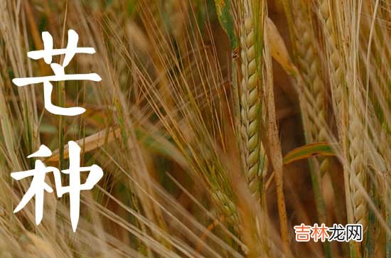 今年芒种是什么时间几点交节