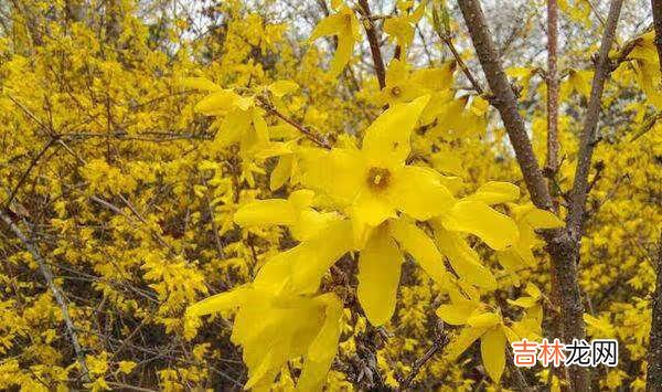 iqoo neo5评测_iqooneo5深度评测