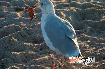 奥杜尔老一单刷 奥迪尔老一攻略