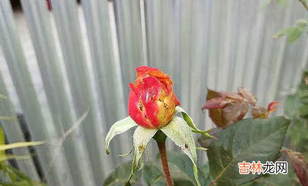 华为nova8se手机怎么样_华为nova8se手机怎么样