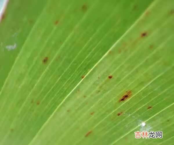 小米11和华为nova8pro哪个拍照好_小米11和华为nova8pro拍照对比