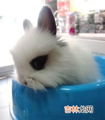 荷兰兔/熊猫兔怎样饲养以及注意事项(荷兰兔怎么养粘人)