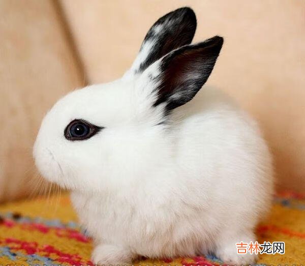 熊猫兔怎么喂养(养熊猫兔技巧)