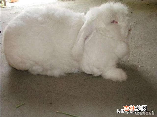 宠物熊猫兔如何养(熊猫兔怎么养效果最好)