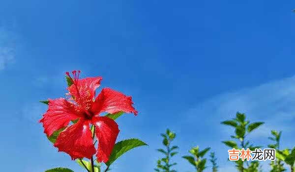 一加8T拍照真的很差吗_一加8t拍照怎么样