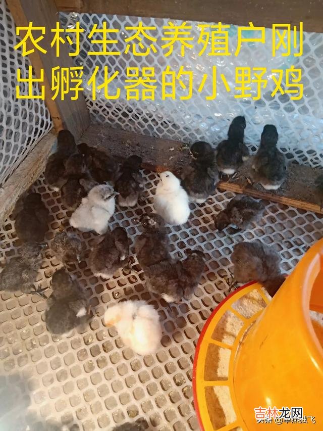 我的世界最适合养什么动物(在我的世界里养什么动物最好)